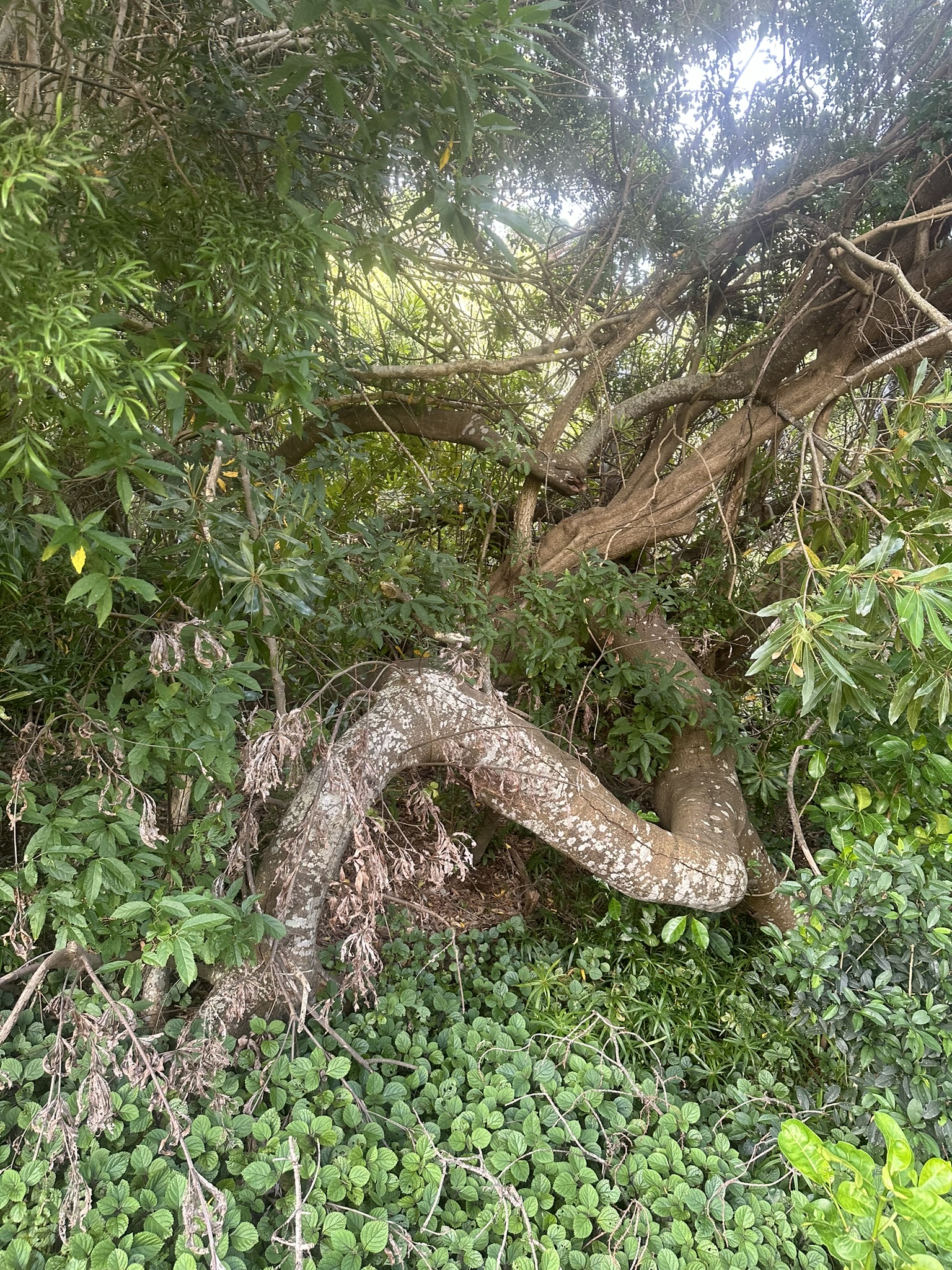 South Africa - Image 751